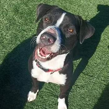 A young medium-sized female Mixed Breed dog named Molly Jane for adoption in Racine, WI