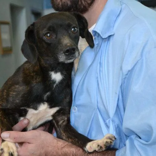 A baby small-sized female Black Beagle dog named Tami for adoption in Jackson, LA