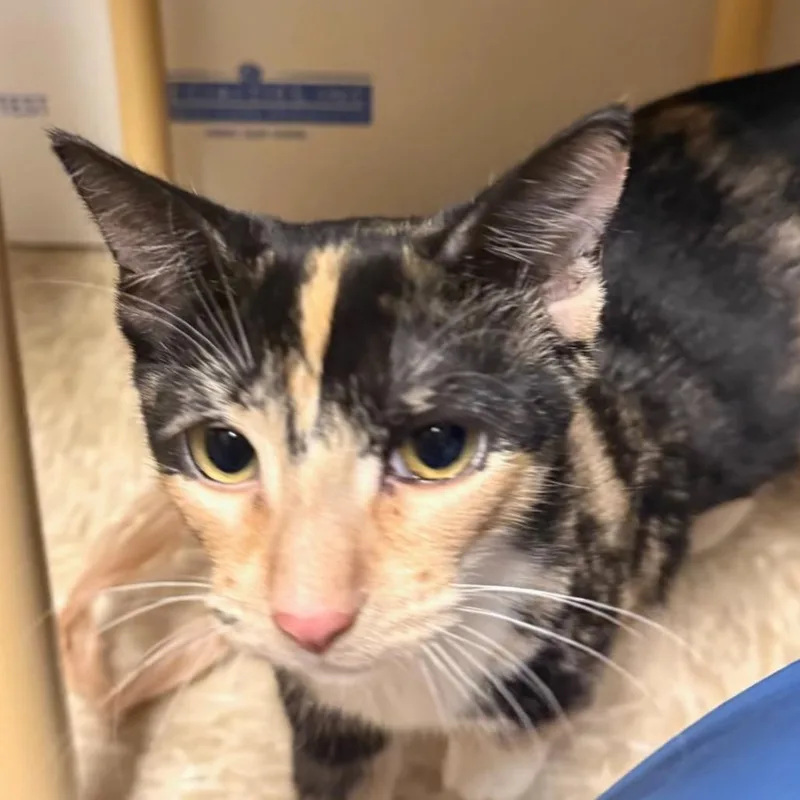 A young large-sized female Calico Domestic Short Hair cat named Callie for adoption in League City, TX