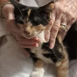 Callie thumbnail 3