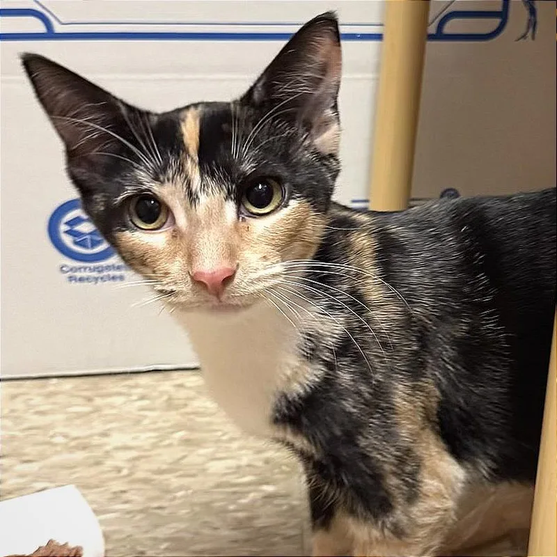 Callie thumbnail 5