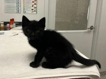 A baby small-sized male Black Domestic Short Hair cat named Stefan for adoption in Kansas City, MO