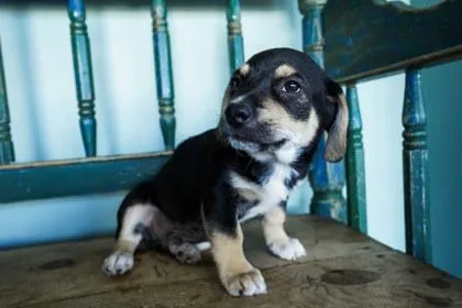 A baby small-sized male Chihuahua dog named Felix for adoption in San Antonio, TX