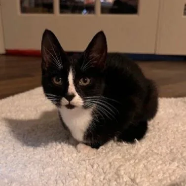 Venus Sisterofcharm thumbnail 3