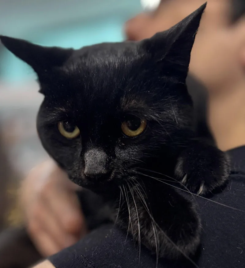 A young medium-sized male Bombay cat named Toby for adoption in Brooklyn, NY