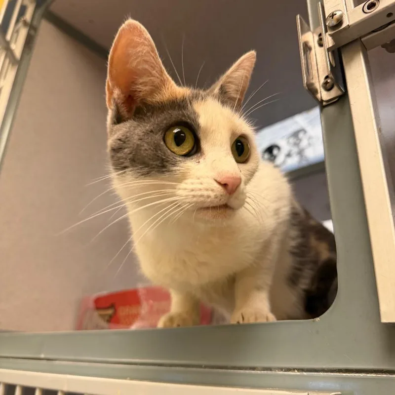 A young small-sized female Domestic Short Hair cat named Lilo for adoption in Red House, WV