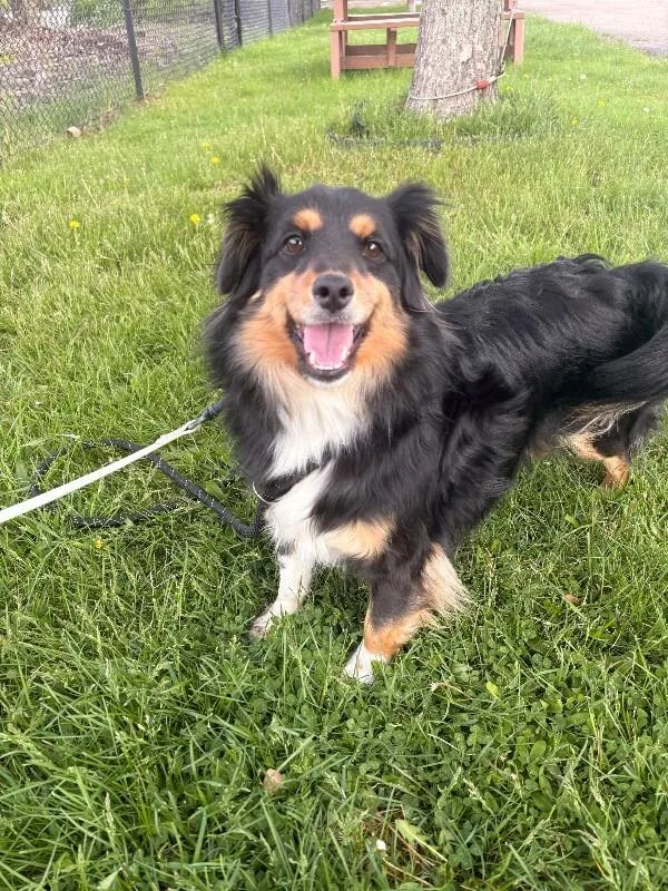 An adult medium-sized male Black Mixed Breed dog named Franklin for adoption in Warren, PA