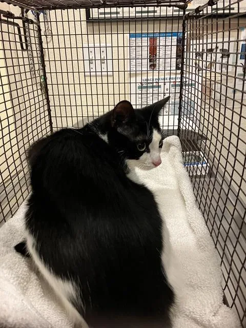 A young medium-sized male Domestic Short Hair cat named Oreo for adoption in Long Beach, CA