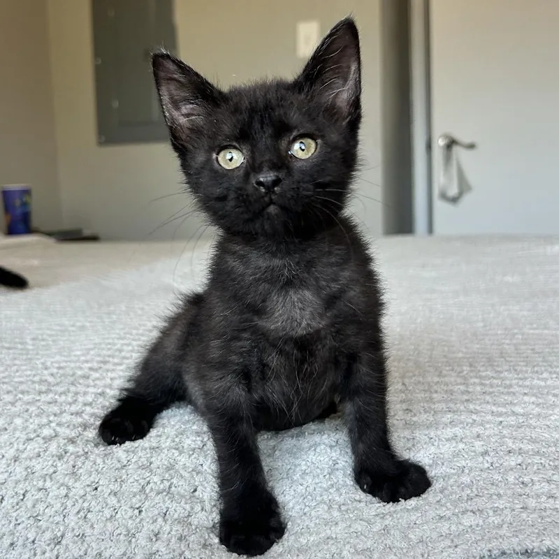 A baby small-sized female Black Domestic Short Hair cat named Amma for adoption in Abilene, TX