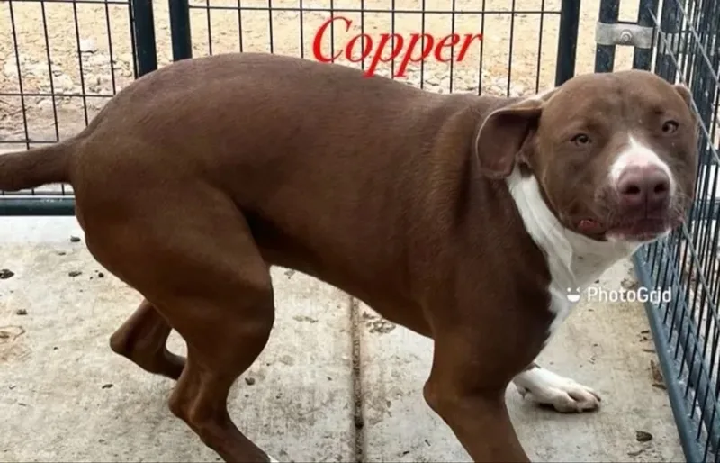 An adult large-sized male Pit Bull Terrier dog named Copper for adoption in Canyon, TX