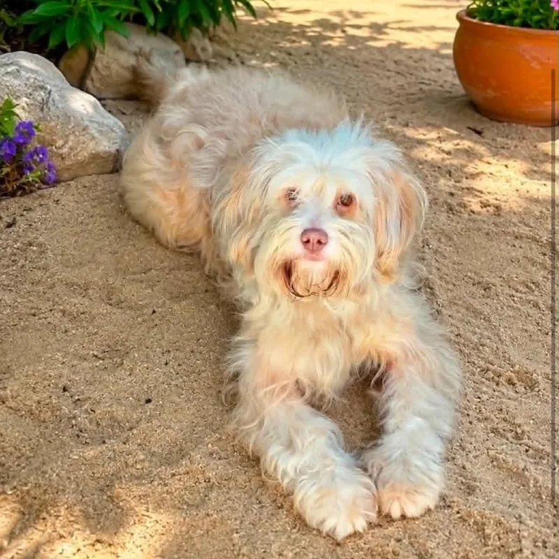 An adult small-sized male Apricot / Beige Terrier dog named Marley for adoption in Graham, WA