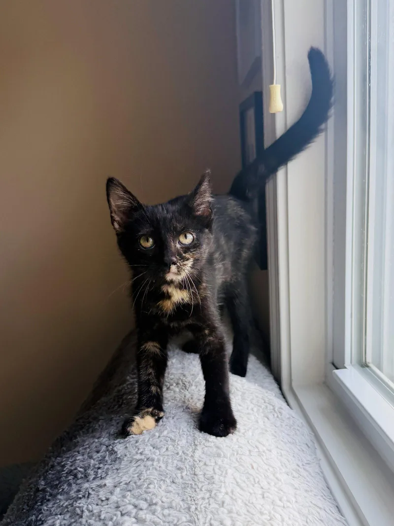 A baby medium-sized female Tortoiseshell cat named Indy for adoption in Georgetown, KY
