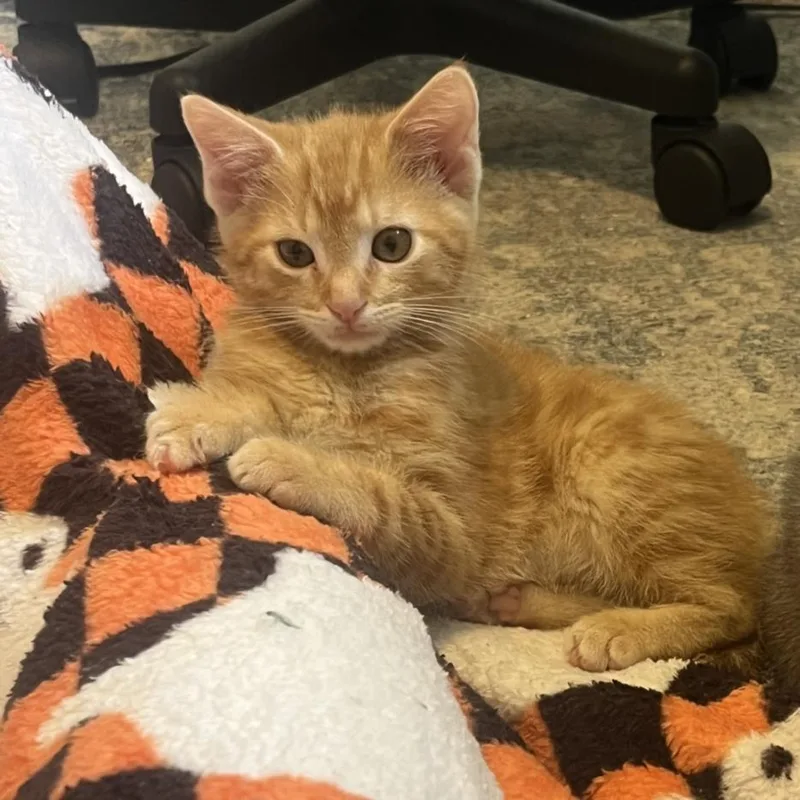 A baby small-sized male Domestic Short Hair cat named Antonio for adoption in Hagerstown, MD