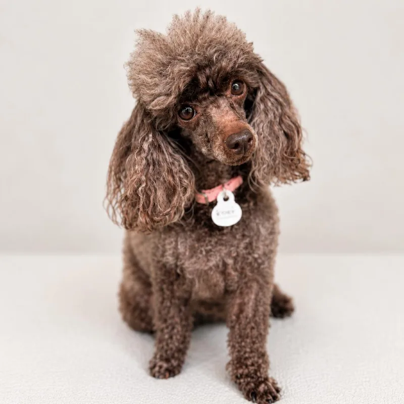 A senior small-sized female Brown / Chocolate Poodle (Toy) dog named Bobbi for adoption in Lee's Summit, MO