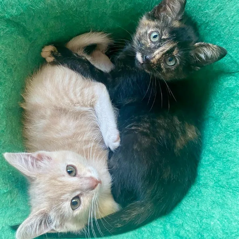 A baby small-sized female Buff / Tan / Fawn Domestic Short Hair cat named Cindy Cinnamon for adoption in Los Angeles, CA