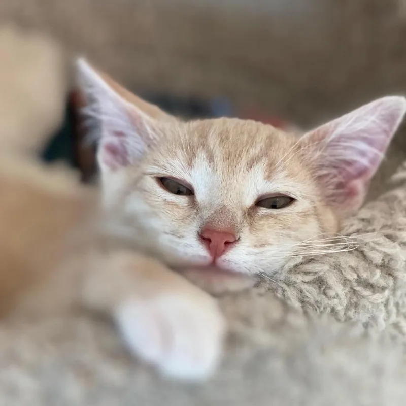 Cindy Cinnamon thumbnail 2