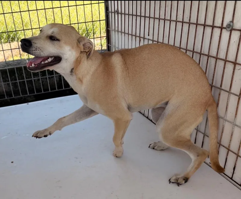 A young large-sized female Labrador Retriever dog named Mila for adoption in Nashville, GA