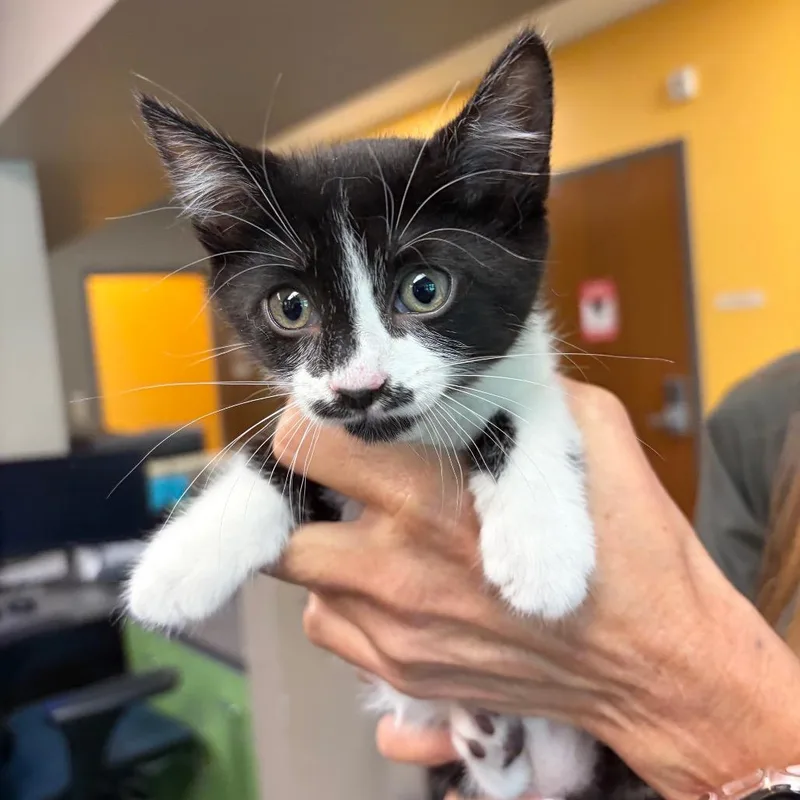 A baby small-sized female Black Domestic Short Hair cat named Petra for adoption in Norman, OK