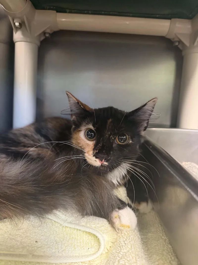 A young medium-sized female Tortoiseshell Domestic Medium Hair cat named Lulu for adoption in Amherst, VA