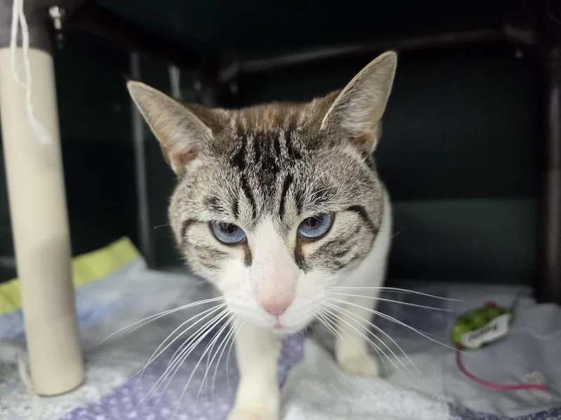 An adult small-sized male Domestic Short Hair cat named Frank Sinatra for adoption in Mishawaka, IN