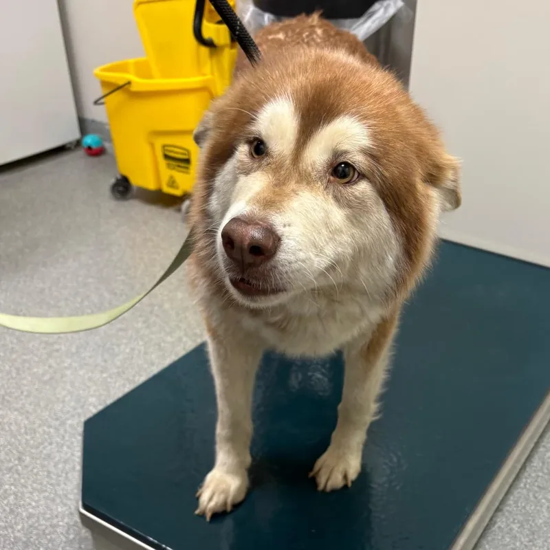 An adult large-sized female Red / Chestnut / Orange Mixed Breed dog named Shenzi Shirley for adoption in Batavia, OH