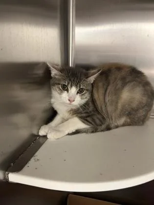 A baby medium-sized female Domestic Short Hair cat named Katy for adoption in West Chester, PA