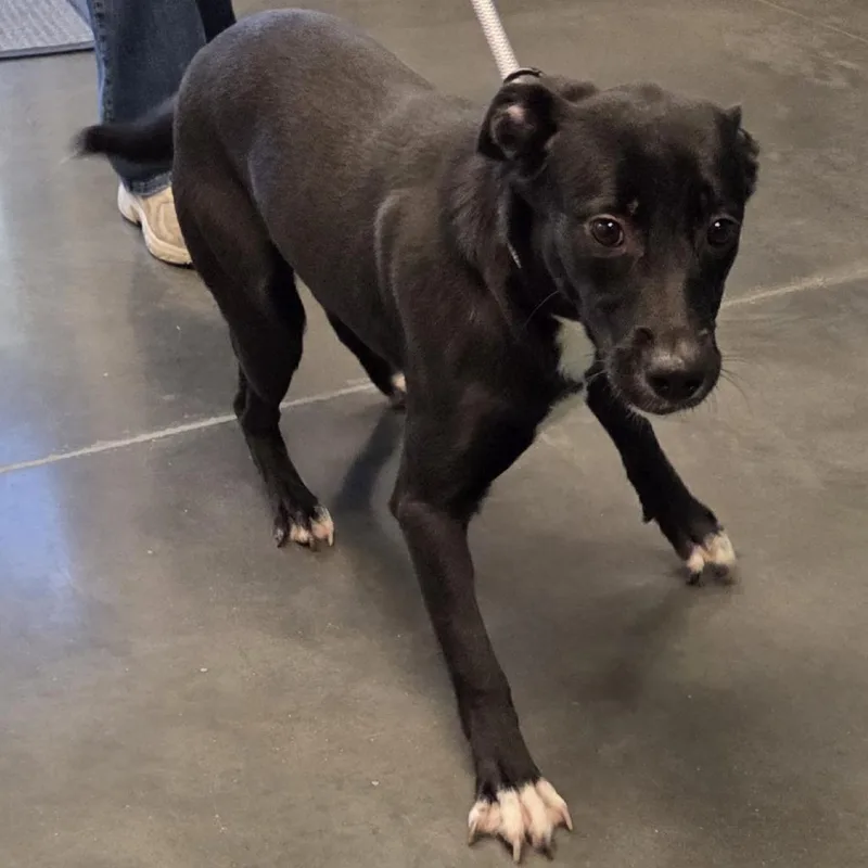 A young medium-sized female Black Labrador Retriever dog named Tiny for adoption in Voorhees, NJ