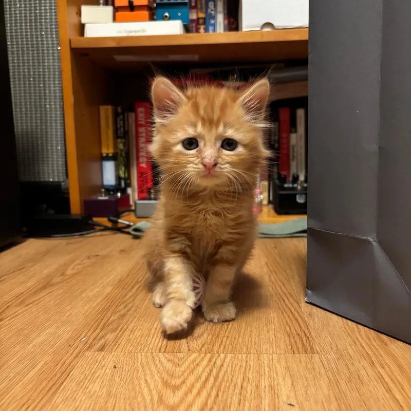 A baby small-sized male Orange / Red Domestic Short Hair cat named Freddy for adoption in Los Angeles, CA