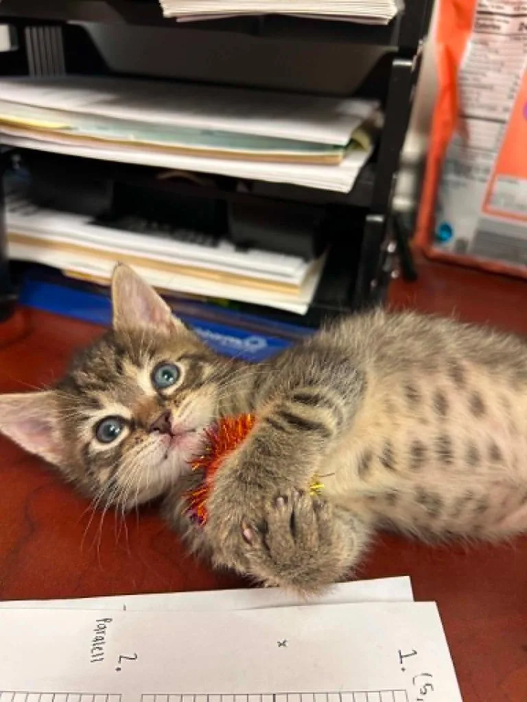 A baby medium-sized male Domestic Short Hair cat named Willoughby for adoption in Hoover , AL