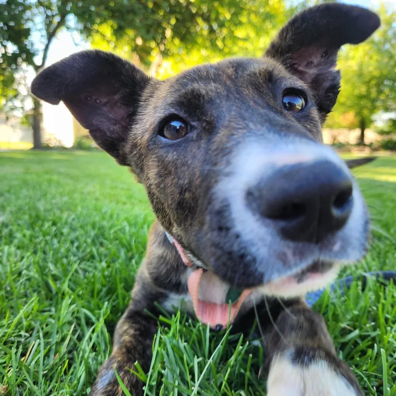 A baby small-sized female Black Mixed Breed dog named Joelle for adoption in Buffalo, MN
