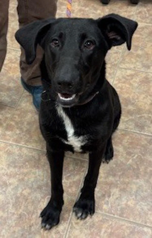 A young large-sized male Labrador Retriever dog named Pilot for adoption in Littleton, CO