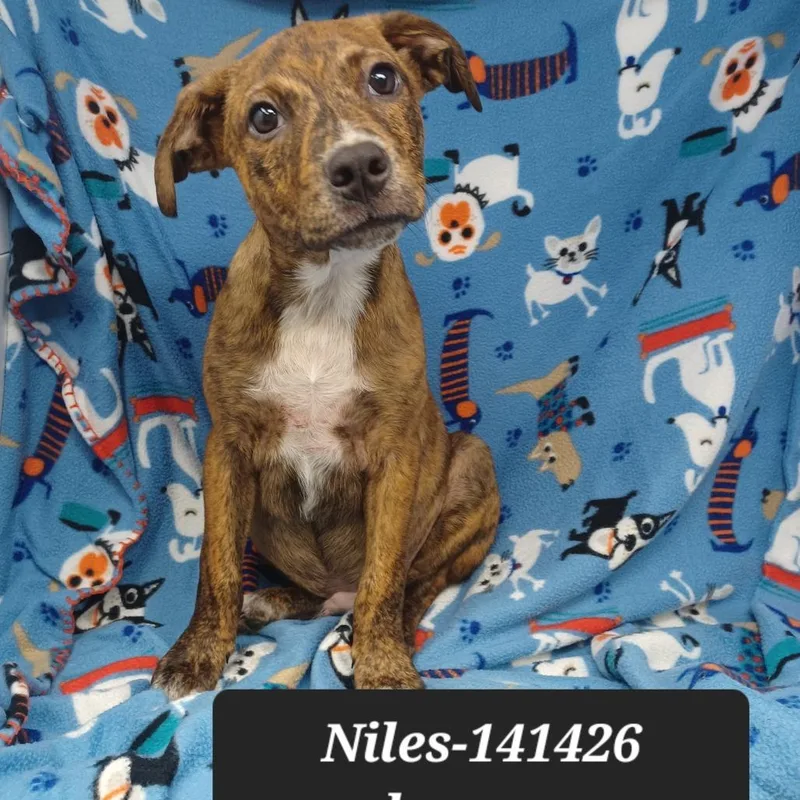A baby small-sized male Boxer dog named Niles for adoption in New Tazewell, TN