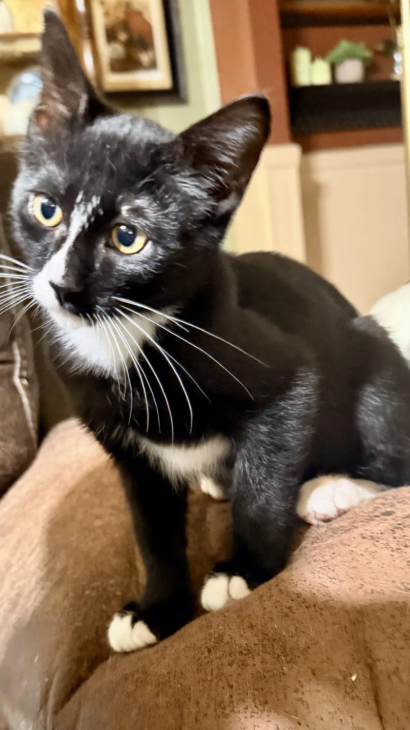 A baby medium-sized male Black & White / Tuxedo Tuxedo cat named Charlie for adoption in Cypress, TX