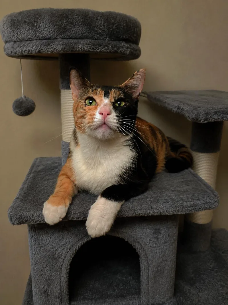 A young medium-sized female Calico cat named Faith for adoption in Fresno, CA