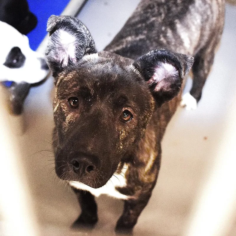 A young medium-sized female Brindle Shepherd dog named Captain Marvel for adoption in San Jacinto, CA
