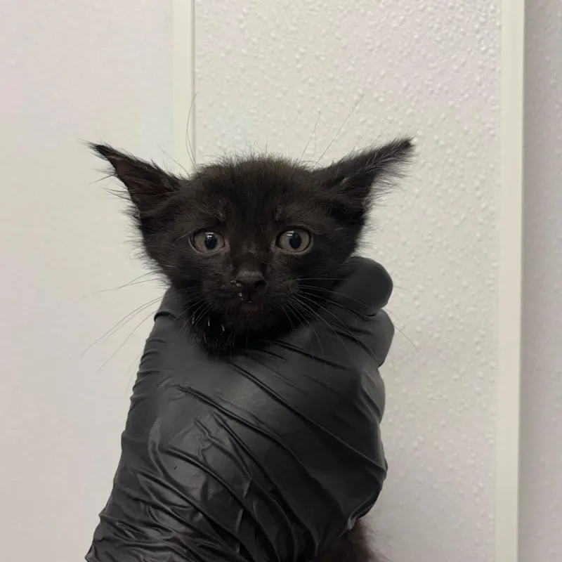 A baby small-sized male Black Domestic Short Hair cat named Gale for adoption in Abilene, TX