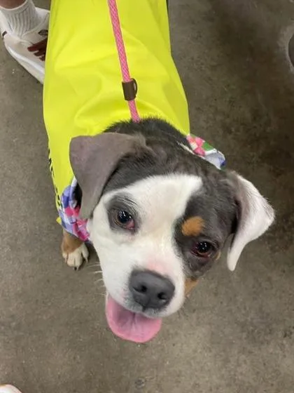 An adult medium-sized female Pit Bull Terrier dog named Precious for adoption in Columbus, IN