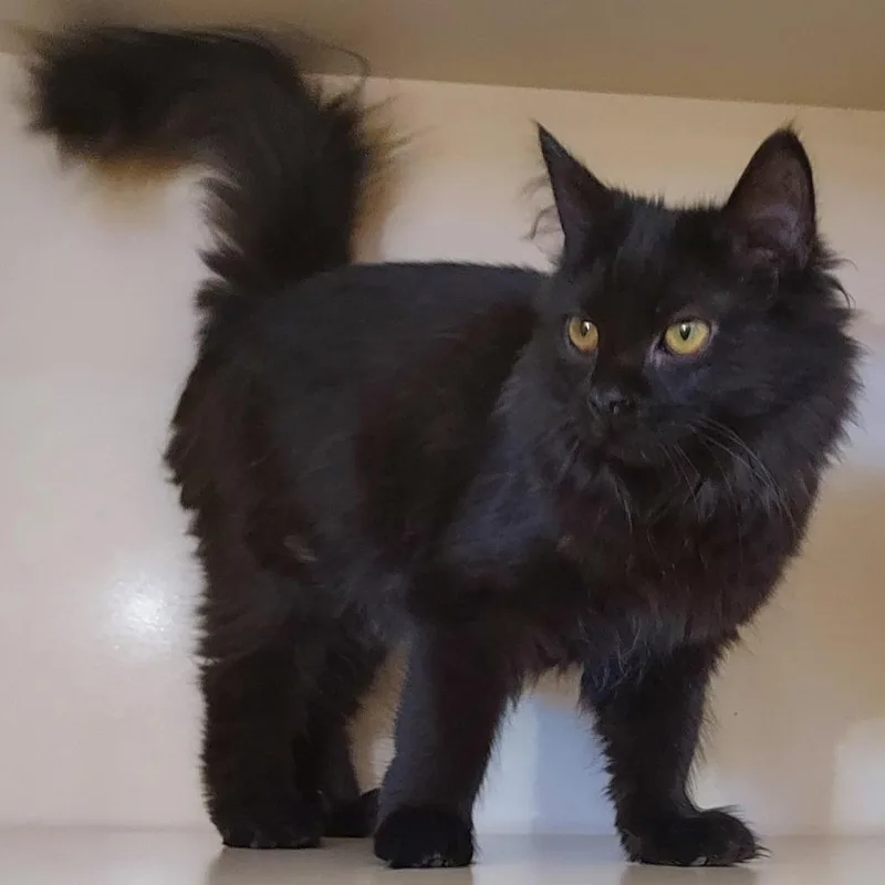A baby small-sized female Black Domestic Medium Hair cat named Serena for adoption in Dayton, OH