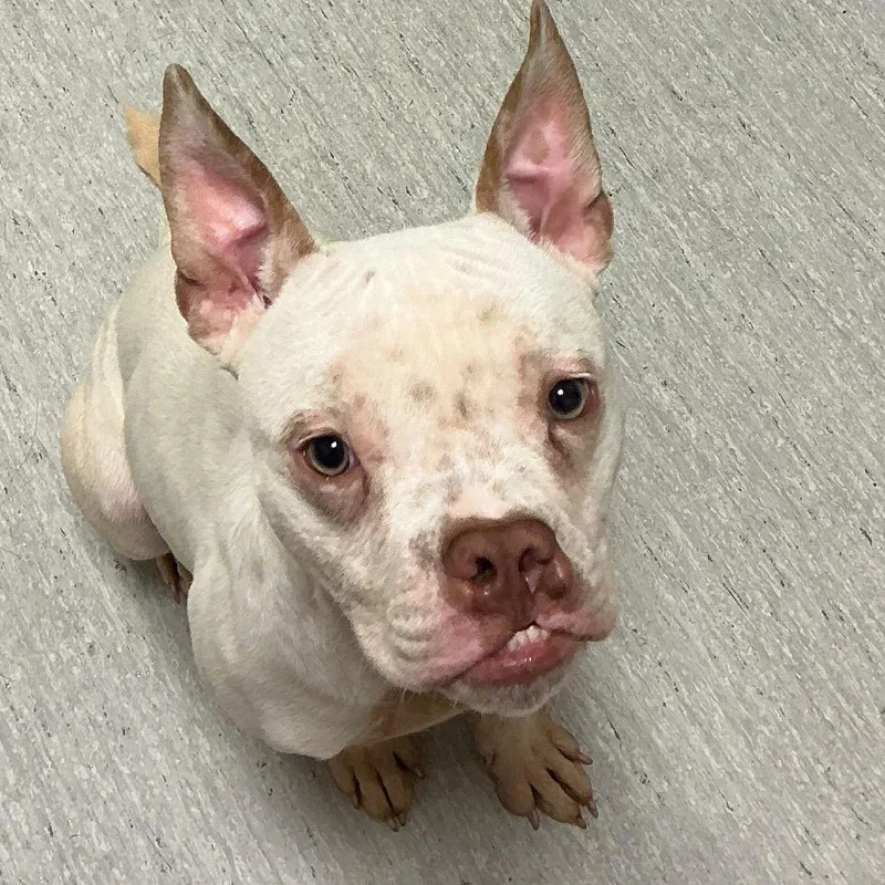 An adult medium-sized male White / Cream English Bulldog dog named Tooki for adoption in Elizabeth City, NC