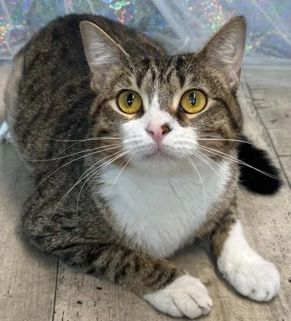 A young medium-sized female Domestic Short Hair cat named Elina for adoption in Shreveport, LA
