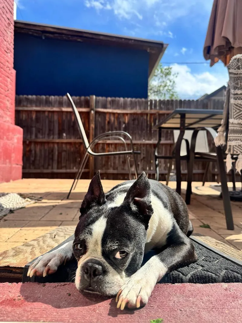 Oreo In Co