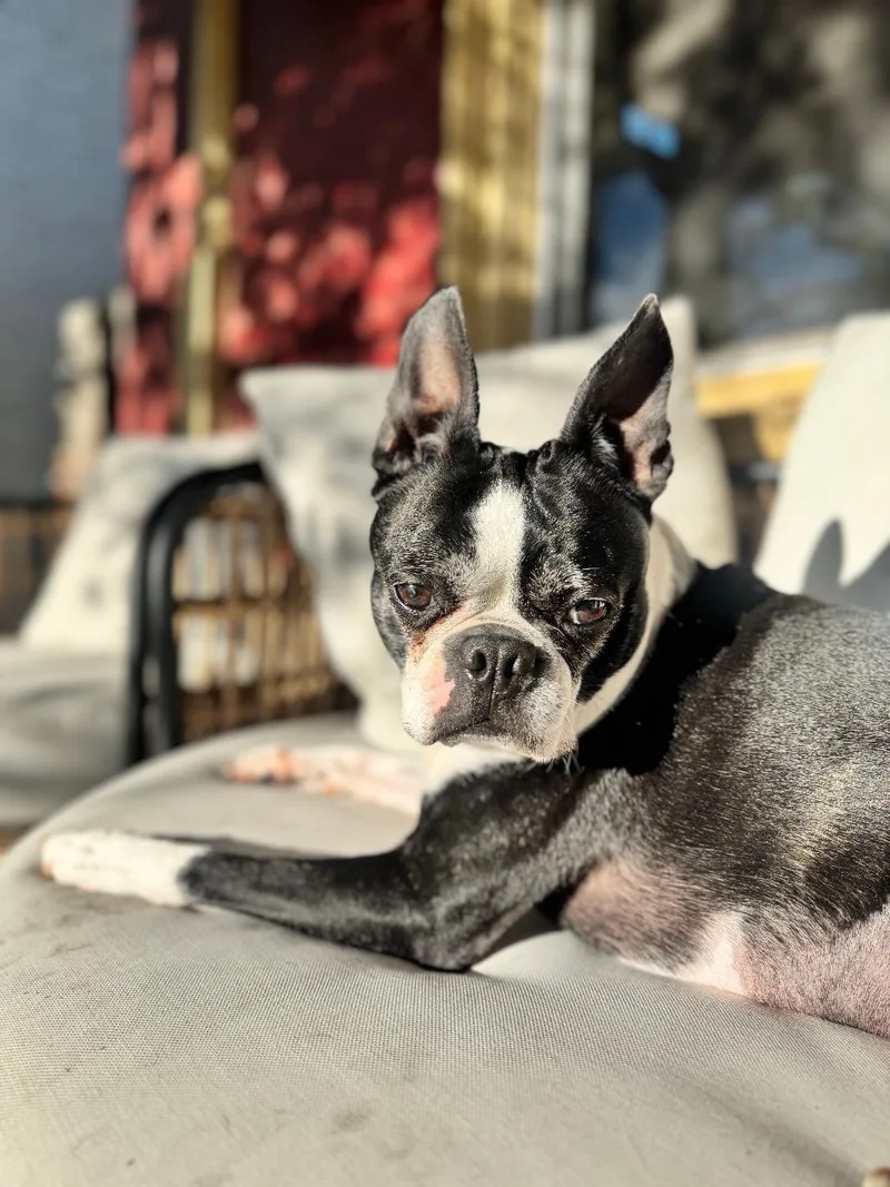 Oreo In Co thumbnail 2