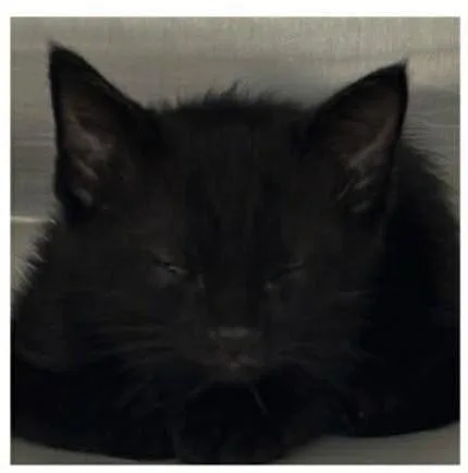 A baby small-sized male Domestic Short Hair cat named Dill for adoption in Knoxville, TN