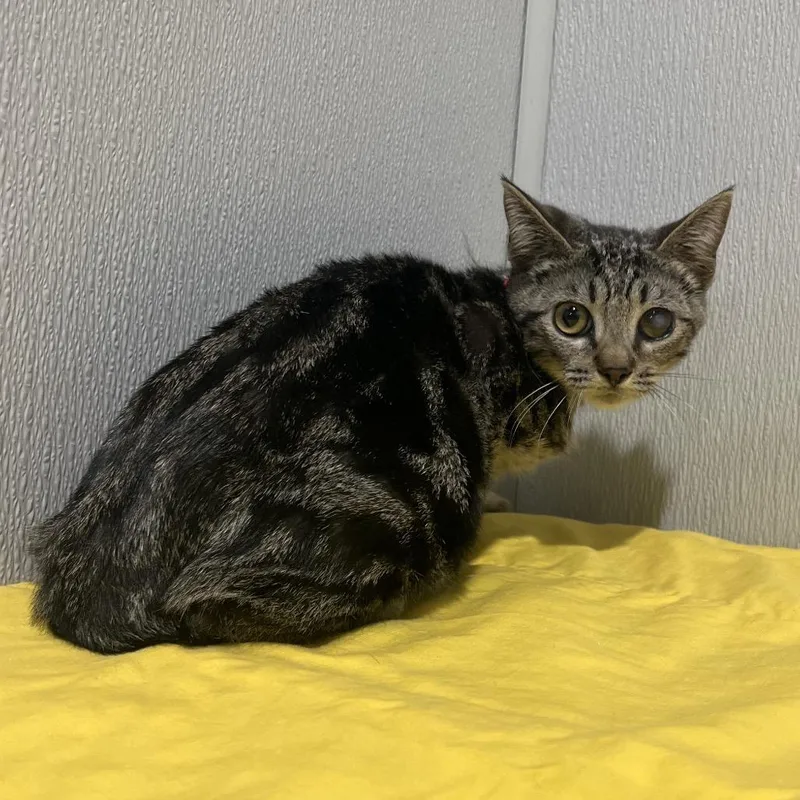 An adult large-sized female Brown / Chocolate Domestic Short Hair cat named Smiley for adoption in Tampa, FL