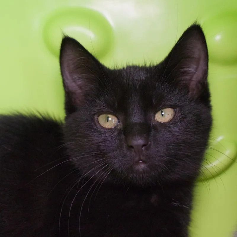 A baby medium-sized female Domestic Short Hair cat named Poet for adoption in Shoreline, WA