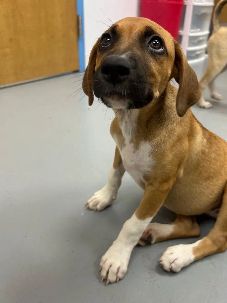 A baby medium-sized female Shepherd dog named Fudge Sickle for adoption in Hartsville, SC
