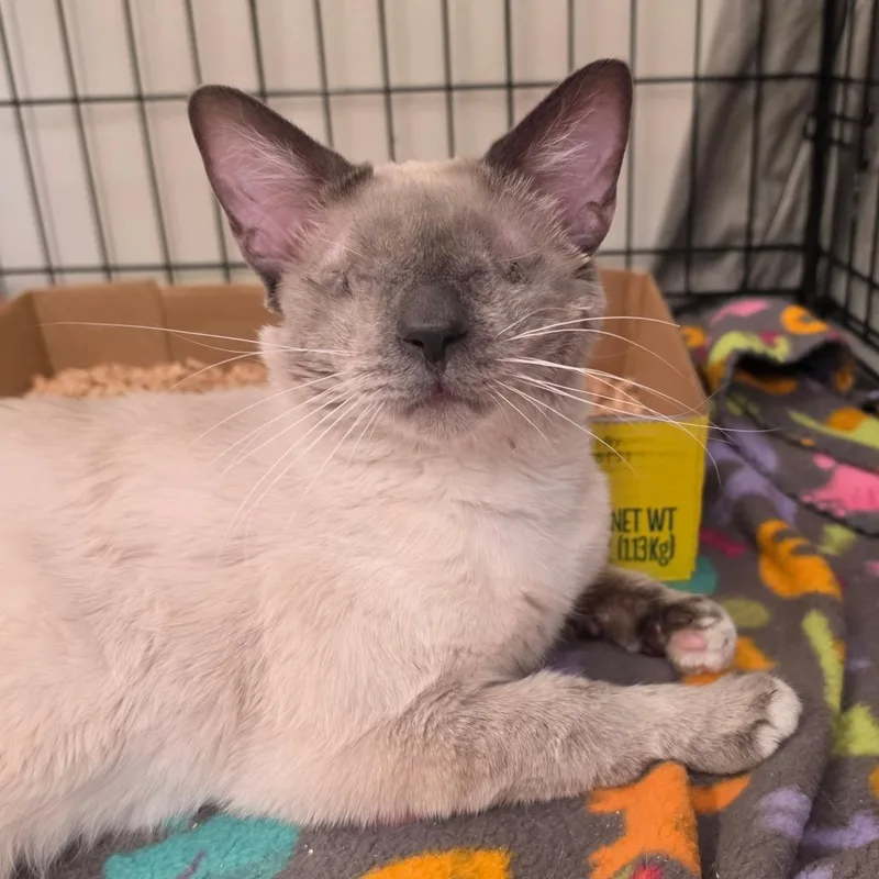 A young medium-sized male Siamese cat named Walter White for adoption in Spokane, WA