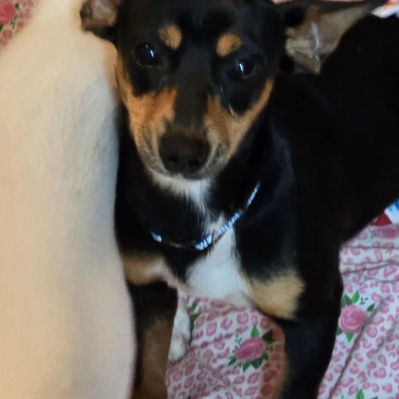 An adult small-sized male Black Miniature Pinscher dog named Radley Wvt for adoption in Missouri City, TX