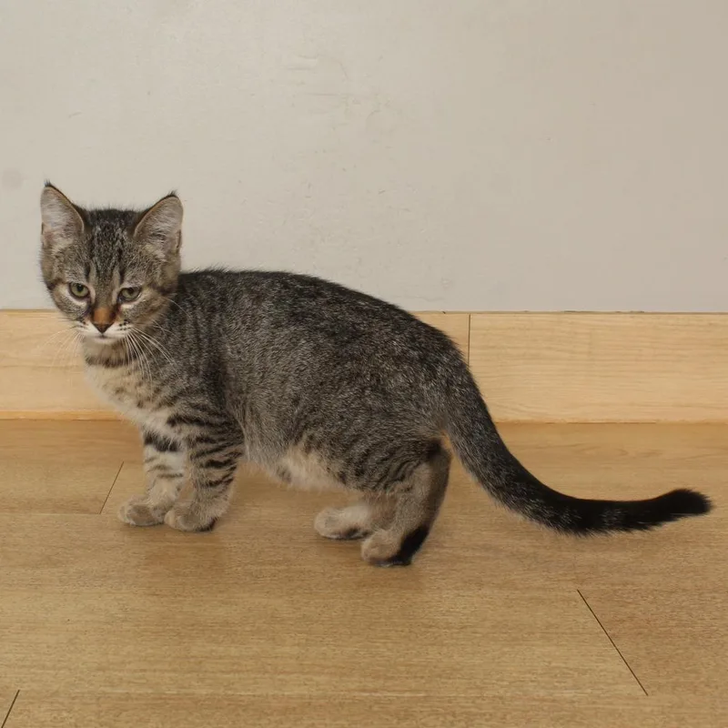 A baby small-sized female Brown / Chocolate Domestic Short Hair cat named Squeaky C for adoption in Minnetonka, MN