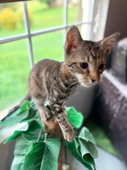 A baby small-sized female Domestic Short Hair cat named Plum $ for adoption in Seneca, SC